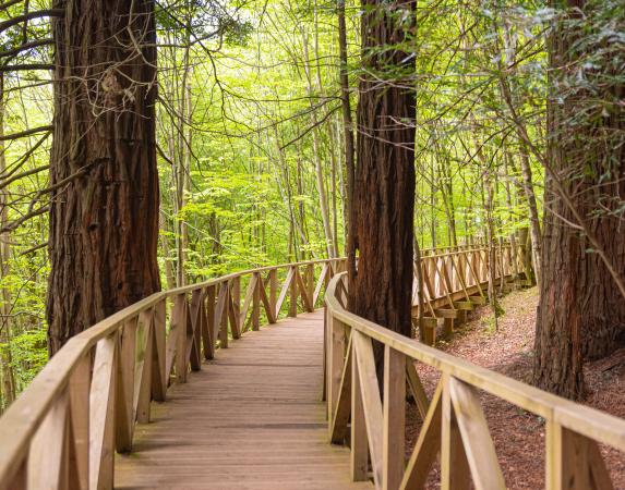 Forêt des Séquoias, Cabezón de la Sal à 23 km