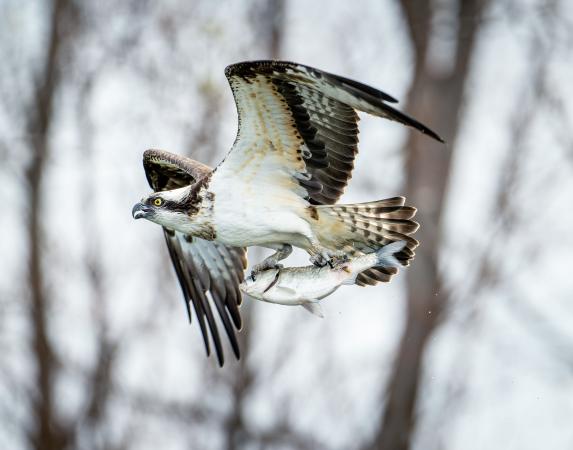 Observation des oiseaux